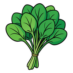 Bunch of Fresh Green Spinach Leaves Tied Together With String Keywords: spinach, greens, leafy greens