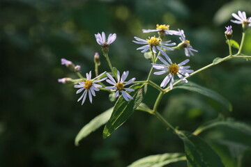 Fototapeta premium 까실쑥부쟁이