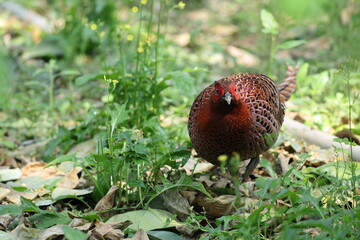 Copper Pheasant (Syrmaticus soemmerringii intermedius) male in Kochi pref, Japan 