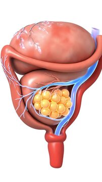 3D Animation of Female Reproductive System with Visible Blood Vessels and Ovarian Follicles