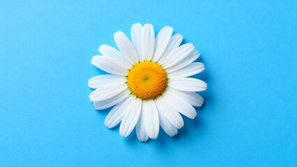 Obraz premium A single white daisy with a yellow center on a solid blue background