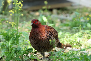 Copper Pheasant (Syrmaticus soemmerringii intermedius) male in Kochi pref, Japan 