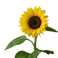 Obraz premium Vibrant yellow sunflower with emerald green leaves and water droplets, angled 45 degrees in a clean studio against a transparent background with high-key lighting, concept of natural beauty and