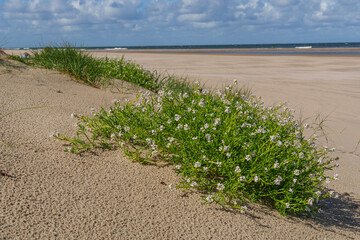 Spätsommer auf der Insel Vlieland