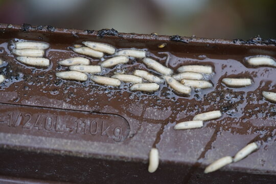 White maggots in the organic waste bin are fly larvae (mostly blowflies (Calliphoridae) or houseflies (Musca domestica). Control with vinegar water, rock flour, and baking soda. Hanover, Germany.