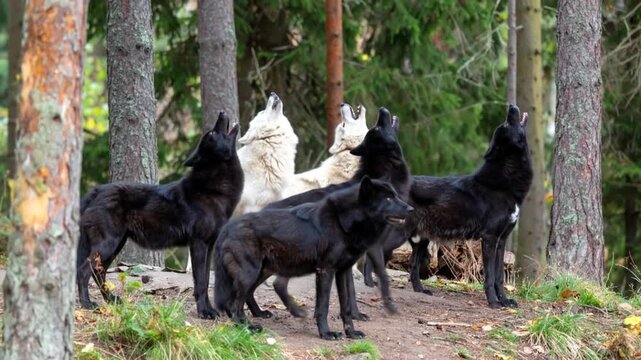 Pack of Wolves Howling in a Forest of Pine Trees with Autumn Leaves in Green and Brown Colors in a Natural Outdoor Setting Under Bright Sunlight