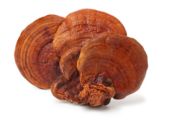 Dried  lingzhi mushroom, Chinese Herb. isolated on white background.