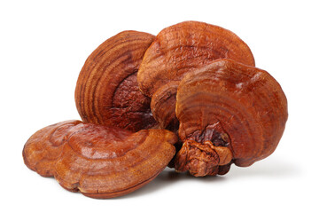 Dried  lingzhi mushroom, Chinese Herb. isolated on white background.