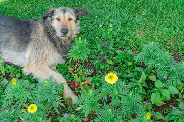 Dog Exploring Garden Filled With Colorful Flowers During Sunny Afternoon