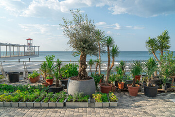 Coastal Garden With Diverse Plants Overlooking the Ocean in the Afternoon