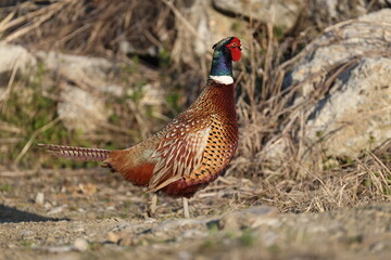 Common pheasant (Phasianus colchicus karpowi) male in Japan