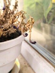 petunia dried out in a white plastic pot on a dusty windowsill