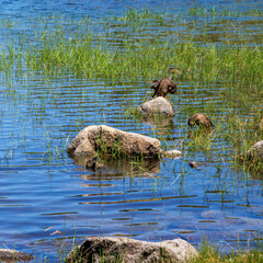 Wild ducks on a beautiful mountain lake with blue water and grass