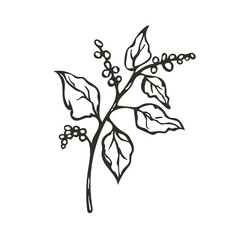 Monochrome illustration of a grass plant with flower buds. Hand-drawn vector botanical element on a transparent background for your design.