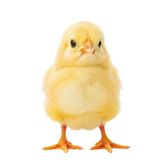 Adorable fluffy yellow chick standing against a white background