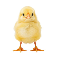 Adorable fluffy yellow chick standing against a white background