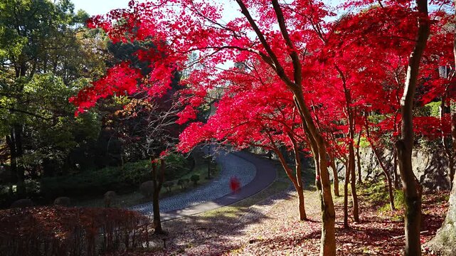 Autumn leaves and falling leaves at the Ikuta Ryokuchi Park