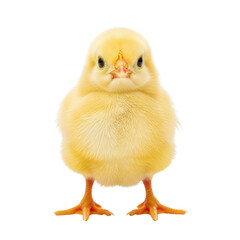 Fototapeta premium Adorable fluffy yellow baby chick standing front facing