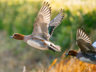 羽ばたくヒドリガモ