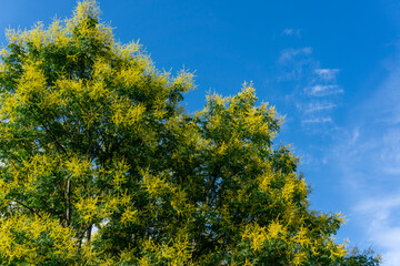 autumn trees against blue sky