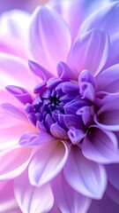 Close-up of a vibrant dahlia