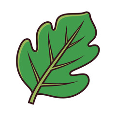 Single green oak leaf with brown outline and veins on white background.