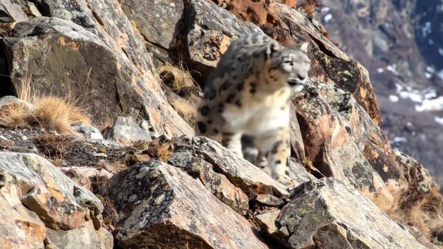 Snow Leopard Walking Across Rocky Terrain With Patchy Snow Behind Under Bright Sunny Lighting In Natural Habitat Landscape With Mountain View