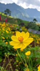 Fototapeta premium Close-up of a vibrant yellow cosmos flower in a field