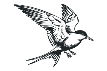 Tern bird in flight silhouette. Vector hand drawn illustration