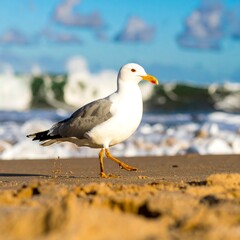 Obraz premium Seagull on a sandy beach (1)