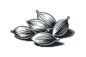 Group of Cardamom Pods. Vector hand drawn illustration