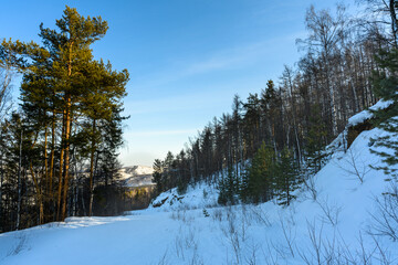 Winter Wonderland Snow-Covered Forest with Pine Trees and Blue Sky