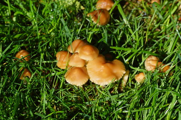 Marasmius oreades, the fairy ring mushroom, fairy ring champignon or Scotch bonnet in the grass of the lawn. Family Marasmiaceae. September, Netherlands. 