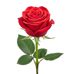 Fototapeta premium Illustration of a single vibrant red rose with water droplets isolated on transparent background