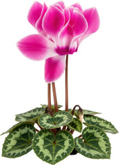 Vibrant pink cyclamen flower with patterned green leaves isolated on black