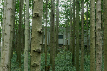 tree trunk with eyes