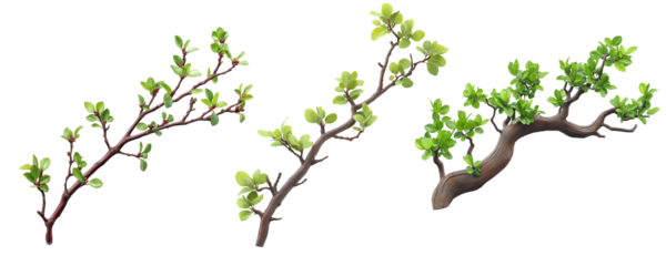 Manzanita Branch with Red Bark and Green Leaves, Hyper Realistic Botanical Illustration Isolated