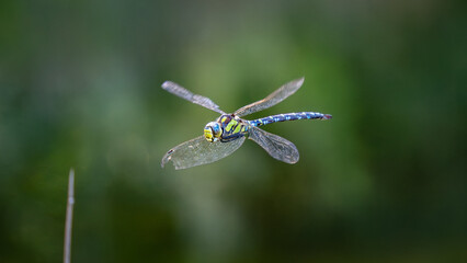 Blaugr&uuml;ne Mosaikjungfer im Flug