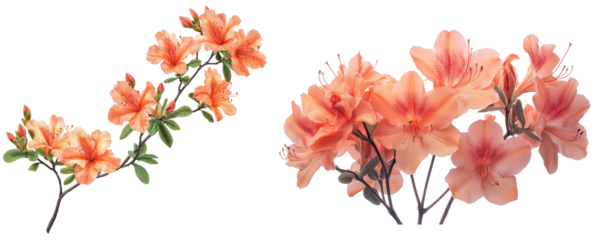 Cluster of Flame Azalea Blossoms in Vibrant Fiery Tones, Hyper Realistic Botanical Illustration Isolated