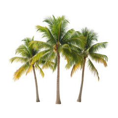 Obraz premium Coconut palm tree on transparency background