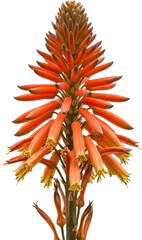 Vibrant orange aloe flower up close detailed macro view natural beauty botanical specimen