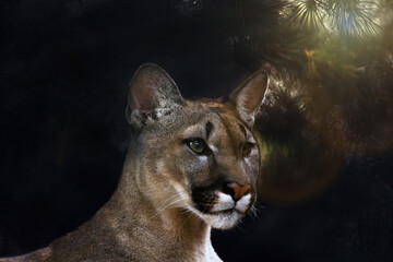 The cougar (Puma concolor) also called puma or mountain lion, portrait of a big cat with dark green needles in the background.