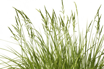 Naklejka premium Close-up of Green Grass Blades with Abstract Colorful Background plant nature isolated on a transparent background