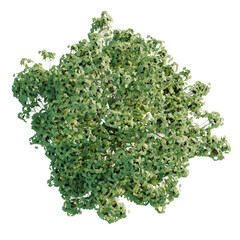 Obraz premium Acer macrophyllum Tree top view 4k isolate cutout