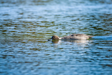 水辺のオナガガモ