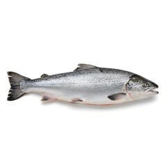 Naklejka premium fresh fish on white background