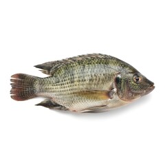 Fototapeta premium fish on white background