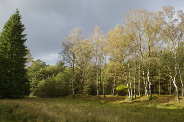 Obraz premium Sunshine in a mixed forest with dark storm clouds, birch forest in summer just before a storm, dramatic sky, conifers and birch with white bark, beautiful light green leaves, wild meadow