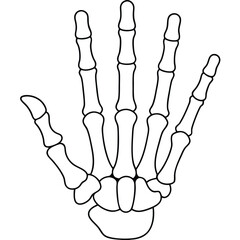 Stylized simplified anatomical hand bones anatomical illustration
