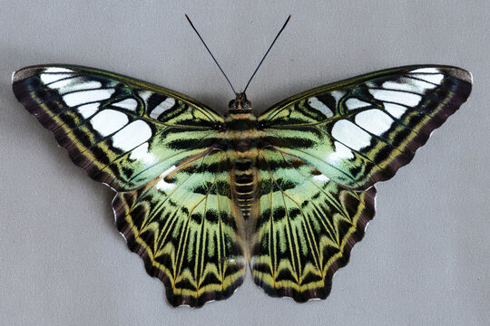 Parthenos sylvia butterfly on grey background